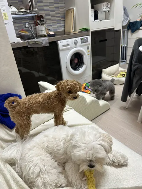 알록달록한 장난감 옆에서 함께하는 설탕이와 찹쌀이의 다복한 순간이 정말 사랑스럽네요.