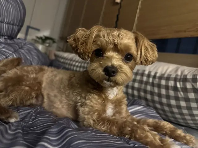 침대에서 편히 쉬는 설탕이의 따뜻한 눈빛이 사랑스러워요.