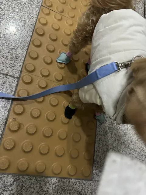 두 친구가 함께 산책을 나갈 준비를 하고 있어요.