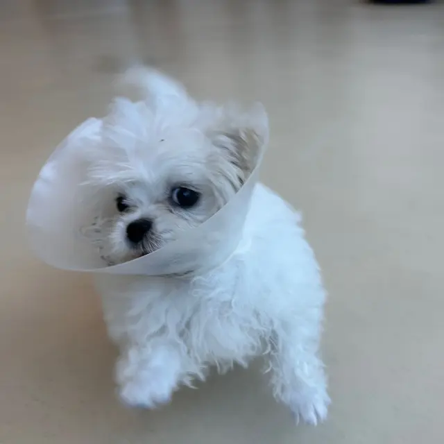 보호 칼라를 쓴 찹쌀이가 카메라를 바라보는 모습이 정말 사랑스러워요.