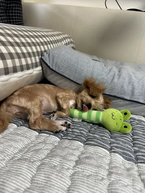 초록색 장난감을 입에 물고 침대에서 편안하게 쉬고 있는 사랑스러운 강아지의 모습이에요.