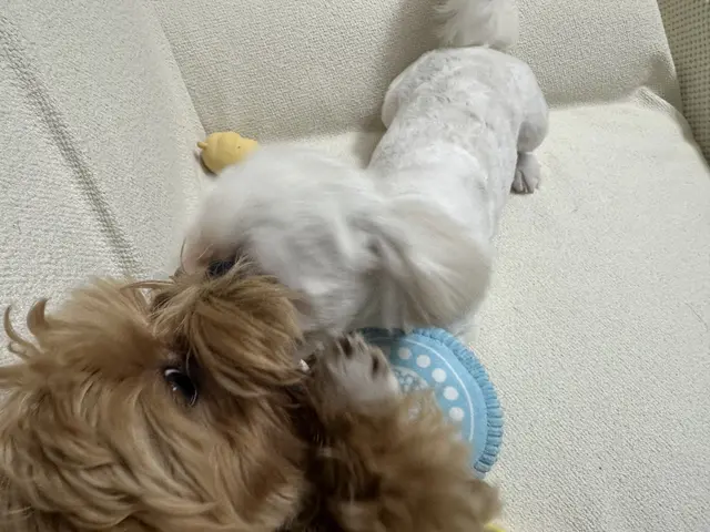 설탕이와 찹쌀이가 함께하는 따뜻한 오후의 행복한 순간이에요.