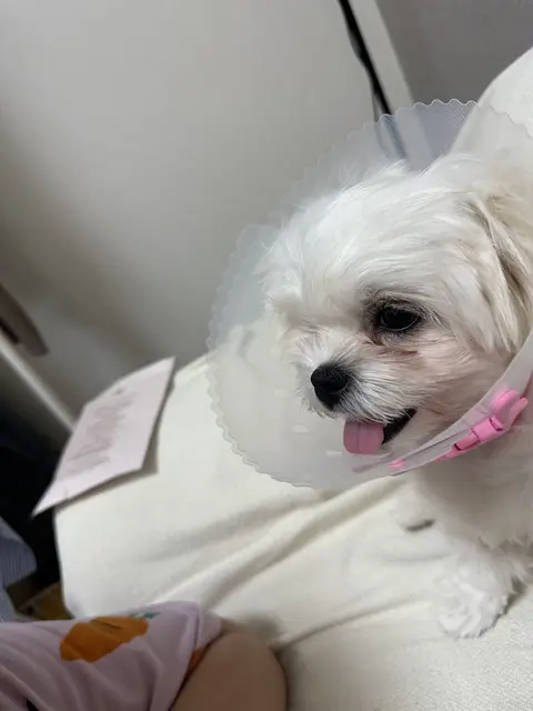 흰색 찹쌀이가 혀를 내밀며 행복한 표정으로 따뜻한 시간을 함께하고 있어요