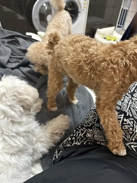 설탕이와 찹쌀이가 나란히 앉아 함께하는 소중한 순간
