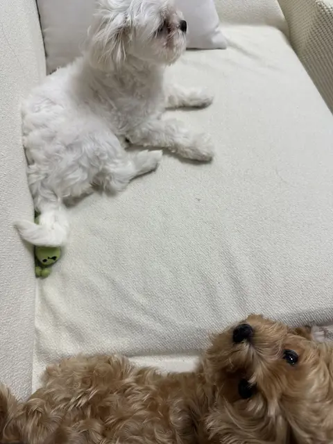 소파에서 편하게 쉬는 두 친구의 따뜻한 순간