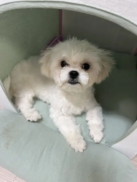 목욕할 준비를 하며 용감하게 앉아 있는 찹쌀이가 정말 사랑스럽네요.