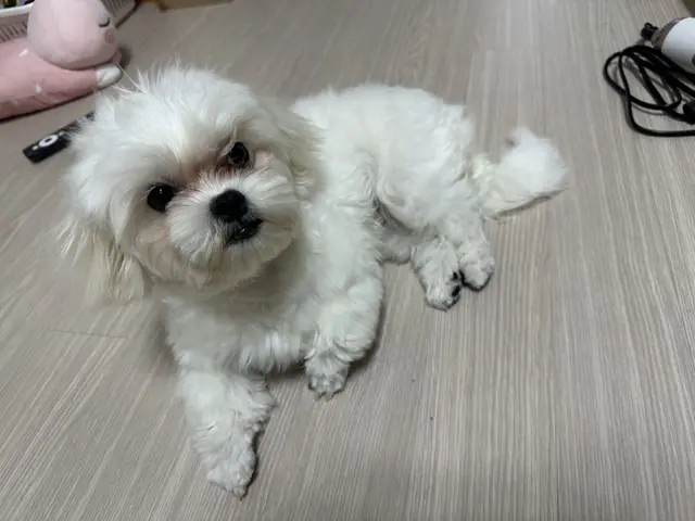 흰색 찹쌀이가 사람의 따뜻한 손길에 편안함을 느끼고 있어요.