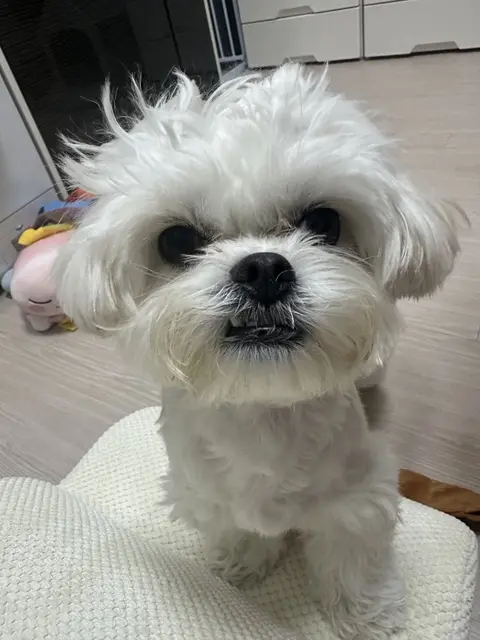 하얀 털로 뒤덮인 찹쌀이가 사랑스러운 눈으로 응시하고 있는 순간이 담긴 따뜻한 사진입니다.