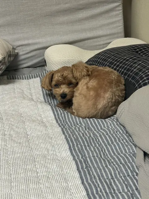 쿠션 위에서 편안하게 낮잠을 자는 모습이 정말 사랑스럽네요.