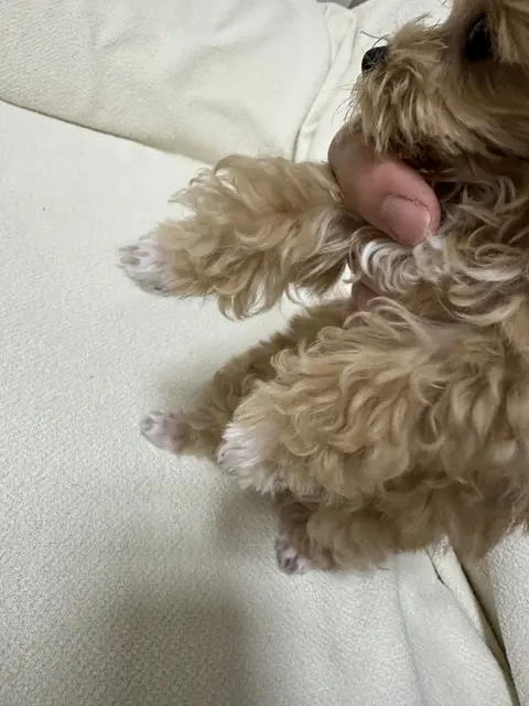 따뜻한 품에서 편안하게 낮잠을 자는 행복한 순간