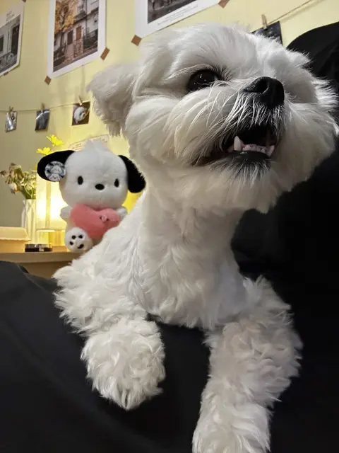 하얀 찹쌀이가 인형 곁에서 살짝 웃는 표정으로 카메라를 바라봐요.