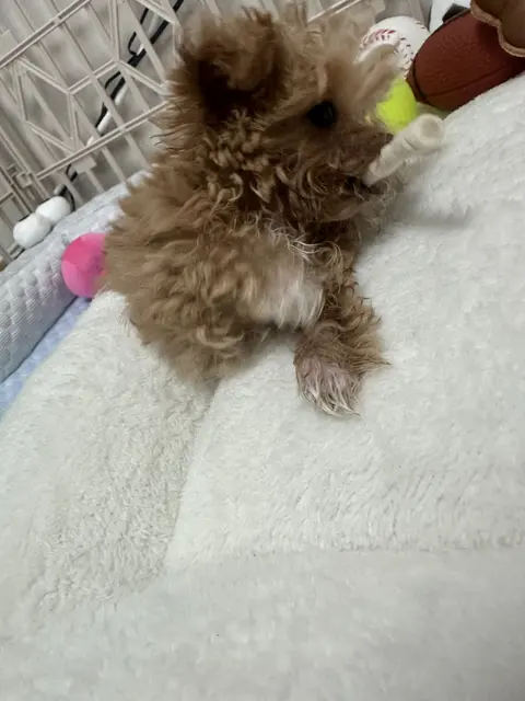 설탕이의 편한 낮잠 시간, 사랑스러운 장난감들이 함께해요.
