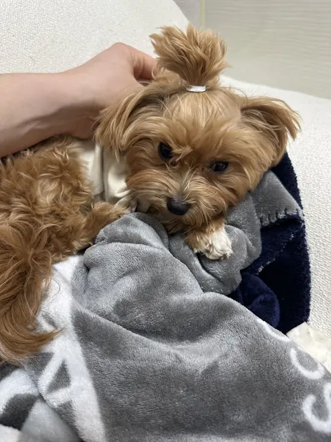 따뜻한 품에 안겨 행복해하는 설탕이의 소중한 시간이에요.