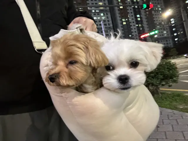 밤하늘 도시에서 사랑스러운 두 친구가 함께하는 특별한 산책길이 너무 행복해 보여요.