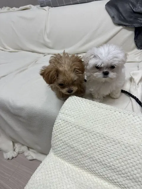침대에서 나란히 편하게 쉬고 있는 사랑스러운 두 친구의 따뜻한 순간이에요.