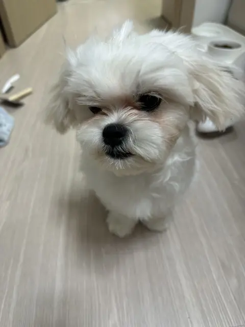 하얀 털의 앙증맞은 찹쌀이가 뭔가를 기다리는 귀여운 표정을 짓고 있네요.