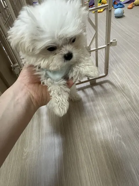 하얀 솜처럼 부드러운 찹쌀이를 따뜻한 손으로 안아주는 사랑스러운 순간이에요.