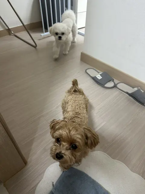 세 마리 친구들이 함께 모여 따뜻한 시간을 보내고 있어요
