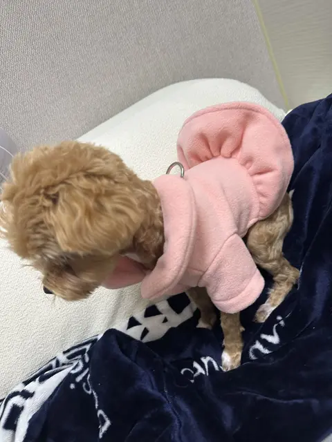 핑크 옷을 곱게 입고 따뜻한 품에 안겨 있는 설탕이의 행복한 순간이에요.