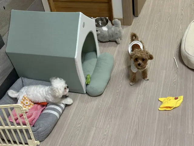 설탕이와 찹쌀이가 함께 신나게 노는 모습이 정말 사랑스러워요.