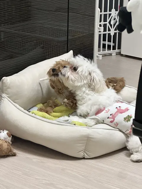 폭신한 침대에서 사이좋게 낮잠을 즐기는 귀여운 두 친구의 모습이 정말 따뜻해요.