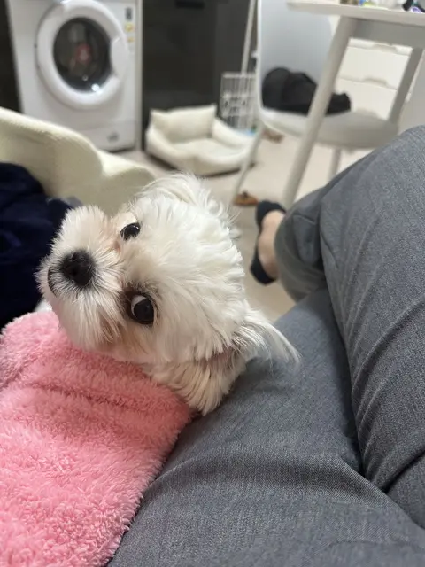 세탁실에서 분홍색 타올에 감싸져 따뜻하고 행복한 찹쌀이의 모습
