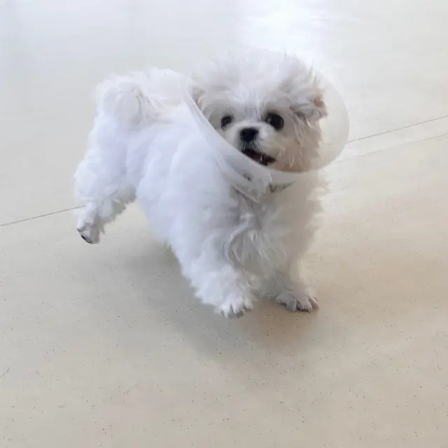 목욕을 마친 찹쌀이가 반짝반짝한 하얀 털로 자랑스레 카메라를 바라보고 있어요.