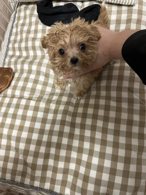 침대에서 편히 쉬고 있는 설탕이, 검은 리본이 참 어울려요.