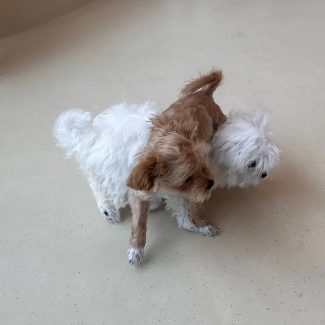 설탕이와 찹쌀이가 함께 바닥에서 활발한 모습으로 서있네요.