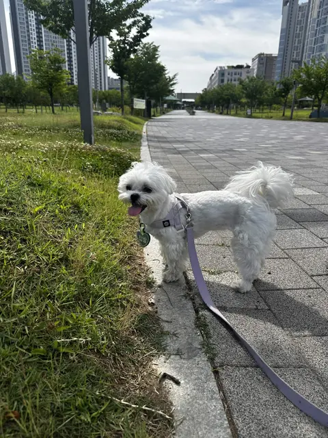 찹쌀이가 공원 산책로에서 혀를 내밀고 신나게 걷고 있는 행복한 순간