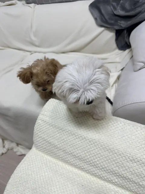 우리의 달콤한 두 아기가 포근한 침구 위에서 함께 편안하게 쉬고 있네요.
