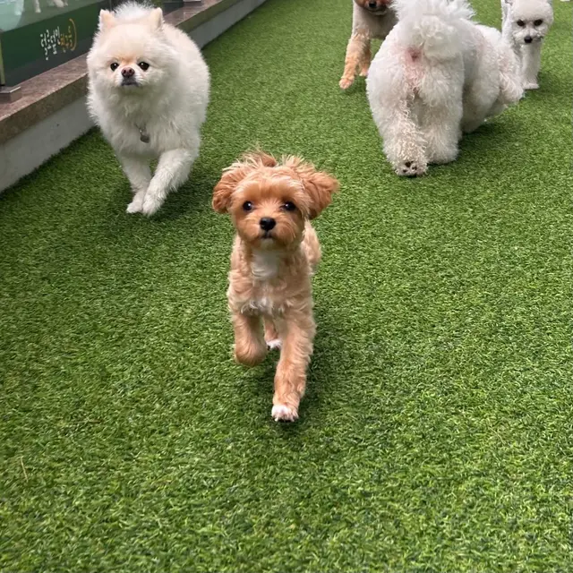 세 친구가 함께 산책하며 즐거운 하루를 보내고 있어요.