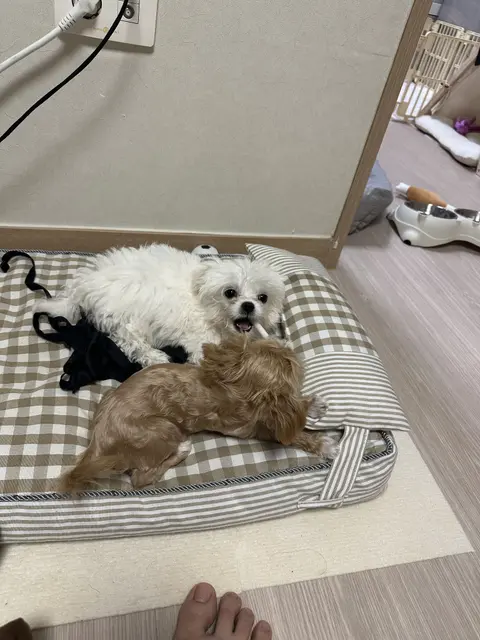 설탕이와 찹쌀이가 편한 침대에서 나란히 나목하며 따뜻한 하루를 보내고 있네요.