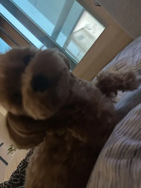 창밖을 바라보며 누군가를 기다리는 듯한 사랑스러운 강아지의 따뜻한 순간이에요.