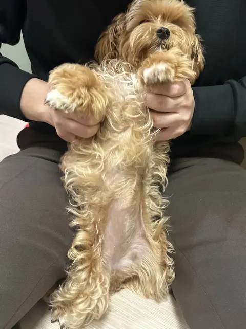 갈색 설탕이와 하얀색 찹쌀이가 품에 안겨 함께하는 따뜻하고 사랑스러운 순간이에요.
