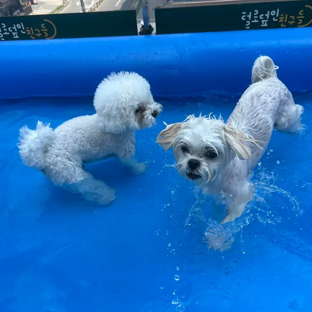 파란 물 풀에서 신나게 물놀이하는 찹쌀이들의 행복한 하루네요.