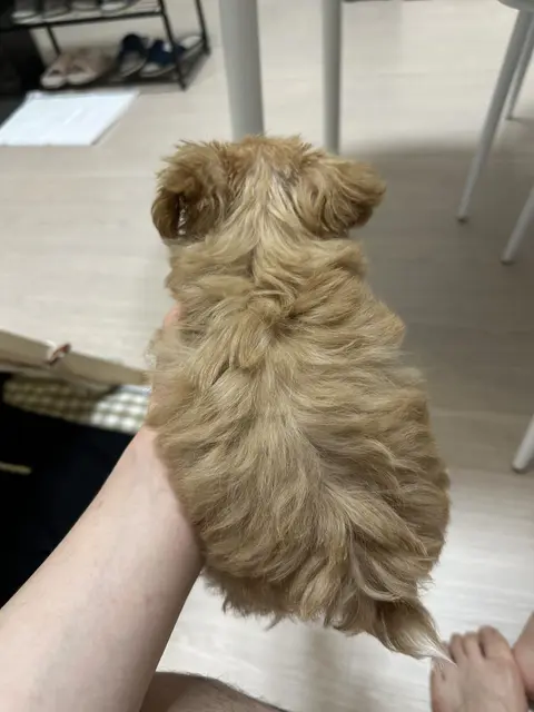 따뜻한 손에 안겨 있는 사랑스럽고 편한 강아지네요.