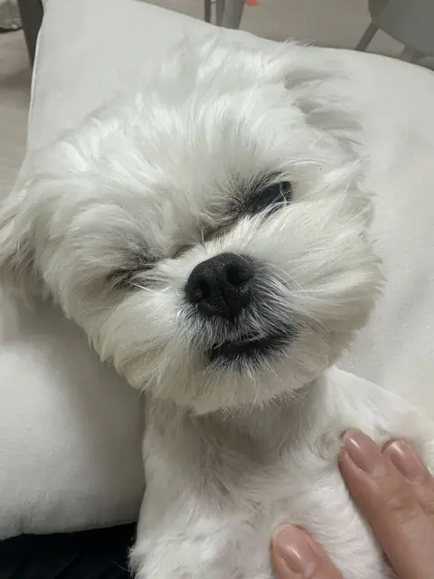 하얀 복슬이 찹쌀이가 따뜻한 손길 속에서 평온한 낮잠을 즐기고 있어요.