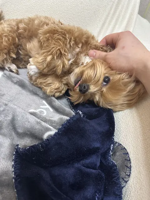 갈색 말티푸 설탕이가 손길 속에 안겨 행복하게 눈을 맞추고 있네요.