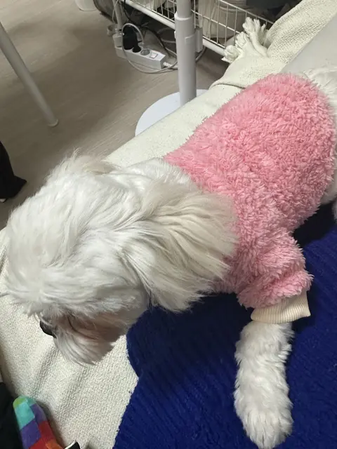 분홍색 담요 속에서 포근하게 쉬고 있는 찹쌀이의 모습이 정말 귀여워요.