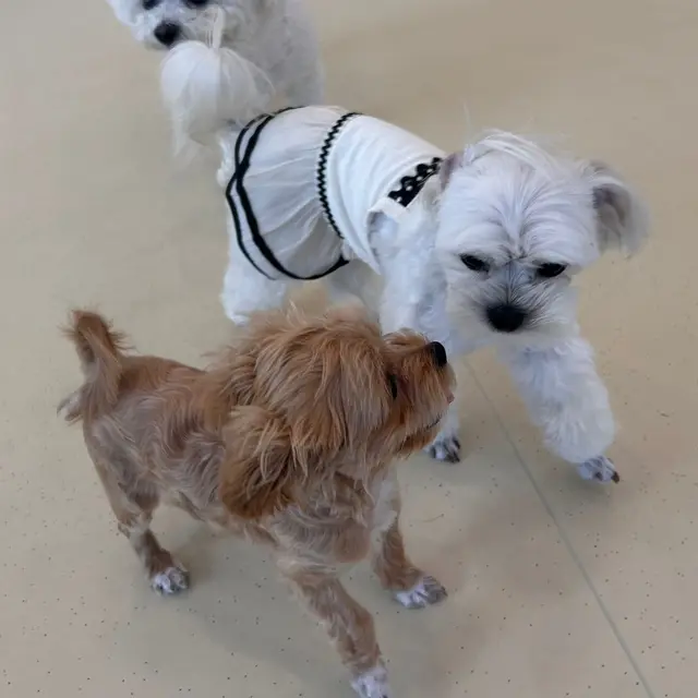설탕이와 찹쌀이가 함께 신나게 노는 따뜻한 순간이에요.