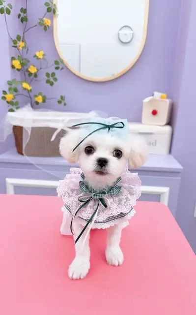 하얀색 찹쌀이가 목욕을 하고 산책 준비를 하는 모습입니다