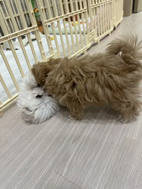 설탕이와 찹쌀이가 함께 맛있는 간식을 나누며 행복해하는 모습이 정말 사랑스러워요.