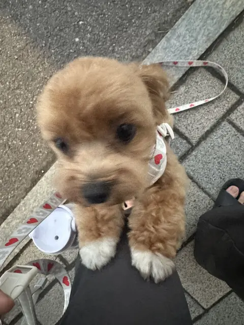 사랑스러운 설탕이가 따뜻한 햇빛 아래 산책을 즐기고 있어요.