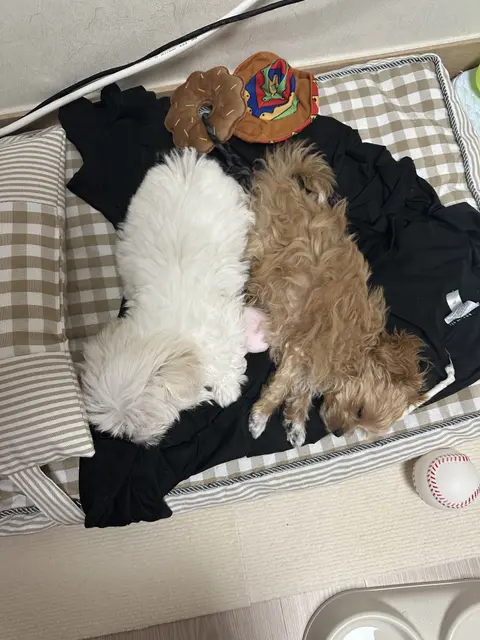 설탕이와 찹쌀이가 함께 안락한 침대에서 따뜻한 낮잠을 자고 있네요.