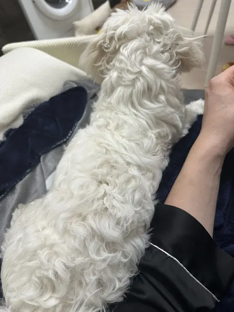 찹쌀이가 따뜻한 팔 위에서 편안하게 낮잠을 즐기고 있어요.