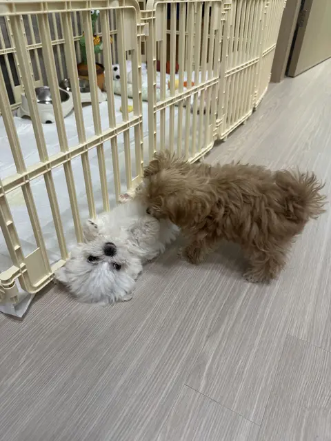 설탕이와 찹쌀이가 함께하는 포근한 낮 시간