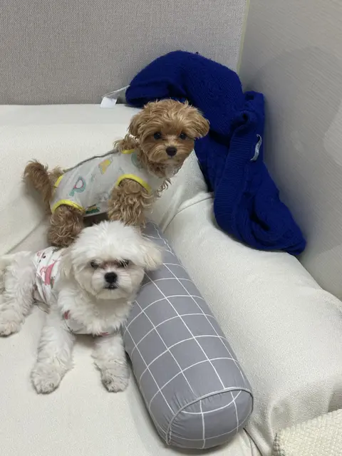 설탕이와 찹쌀이가 나란히 편안하게 낮잠을 자고 있는 따뜻한 순간이에요.