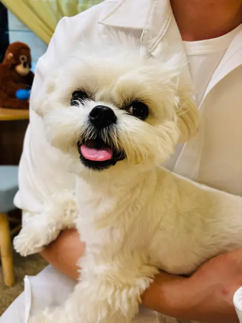흰 털 보송한 찹쌀이가 품에 안겨 혀 쏙 내밀고 활짝 웃는 사랑스러운 순간