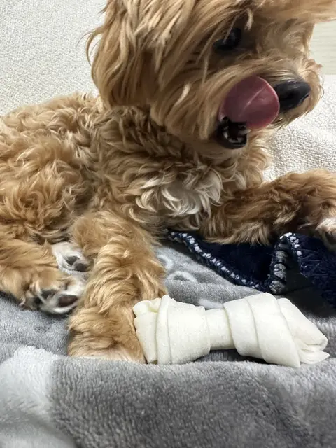 설탕이가 하얀 장난감을 물고 혀를 살짝 내밀며 신나게 놀고 있네요!